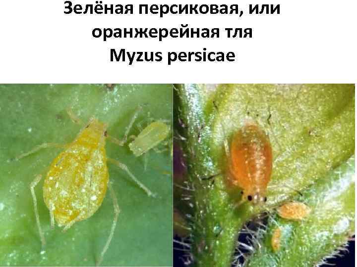 Зелёная персиковая, или оранжерейная тля Myzus persicae 