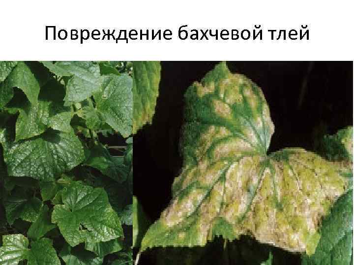 Повреждение бахчевой тлей 