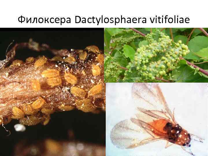 Филоксера Dactylosphaera vitifoliae 