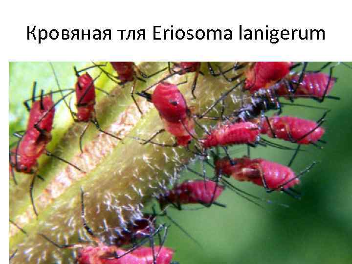 Кровяная тля Eriosoma lanigerum 