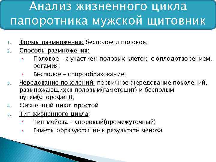 Анализ жизненного цикла папоротника мужской щитовник 1. 2. 3. 4. 5. Формы размножения: бесполое