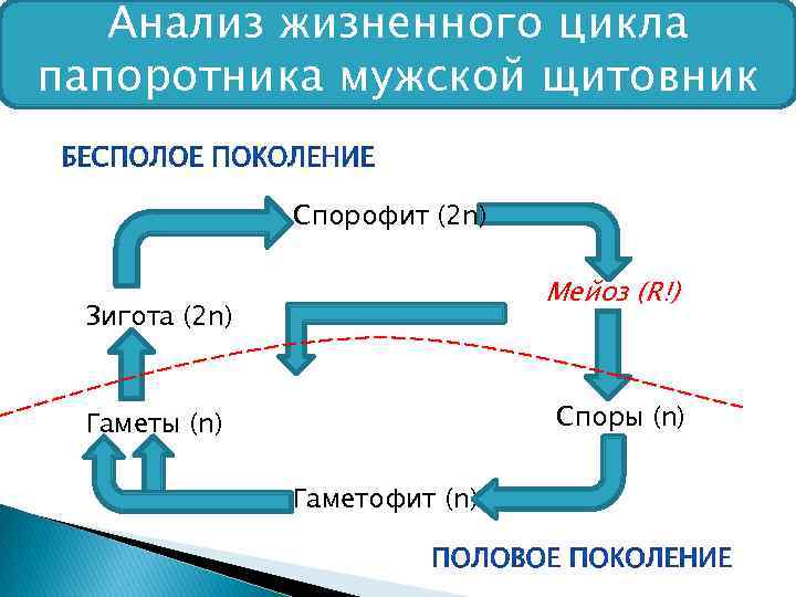 Анализ жизненного цикла папоротника мужской щитовник Спорофит (2 n) Мейоз (R!) Зигота (2 n)