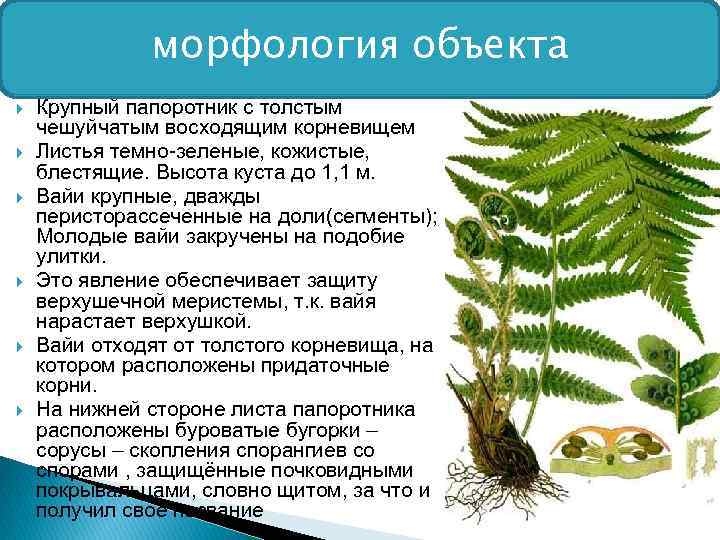 морфология объекта Крупный папоротник с толстым чешуйчатым восходящим корневищем Листья темно-зеленые, кожистые, блестящие. Высота