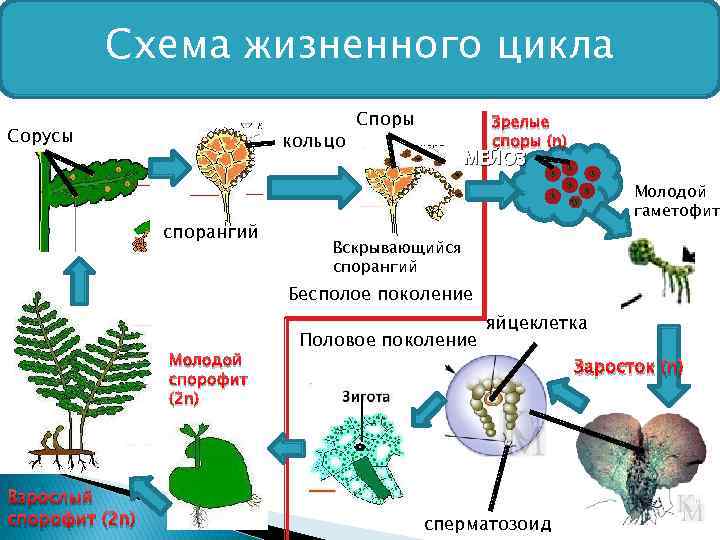 Жизненный цикл папоротника щитовника мужского схема