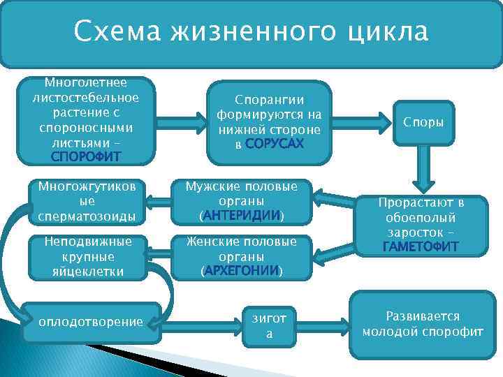 Схема жизненного цикла Многолетнее листостебельное растение с спороносными листьями – Спорангии формируются на нижней