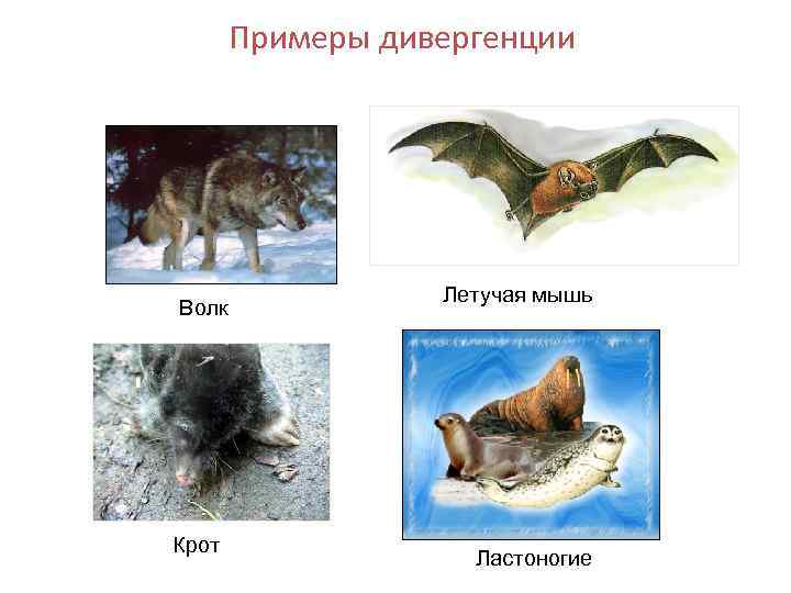 Примеры дивергенции Волк Крот Летучая мышь Ластоногие 