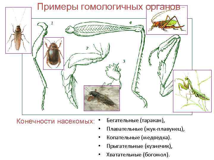 Примеры гомологичных органов Конечности насекомых: • Бегательные (таракан), • • Плавательные (жук-плавунец), Копательные (медведка).