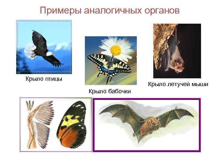 Примеры аналогичных органов Крыло птицы Крыло летучей мыши Крыло бабочки 