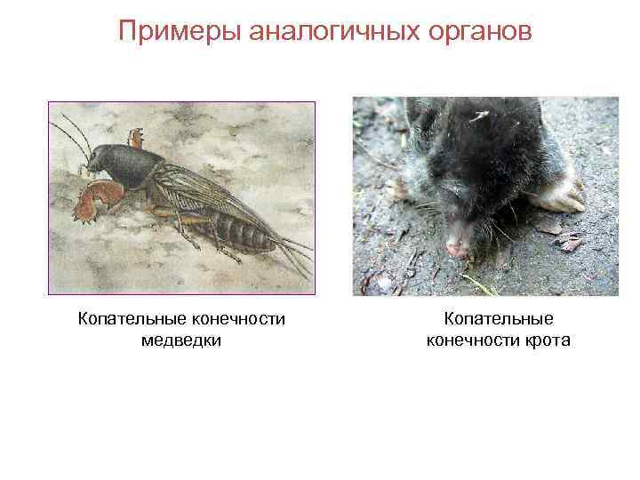 Примеры аналогичных органов Копательные конечности медведки Копательные конечности крота 