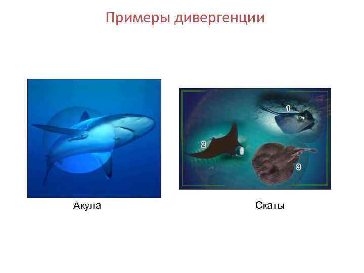 Примеры дивергенции Акула Скаты 
