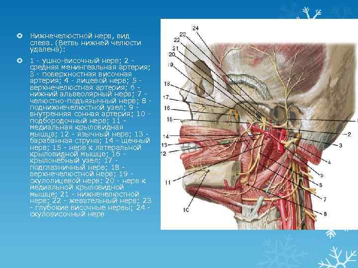 Нижнечелюстной нерв фото