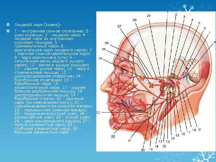 Узлы лицевого нерва. Лицевой нерв. Узел коленца лицевого нерва.