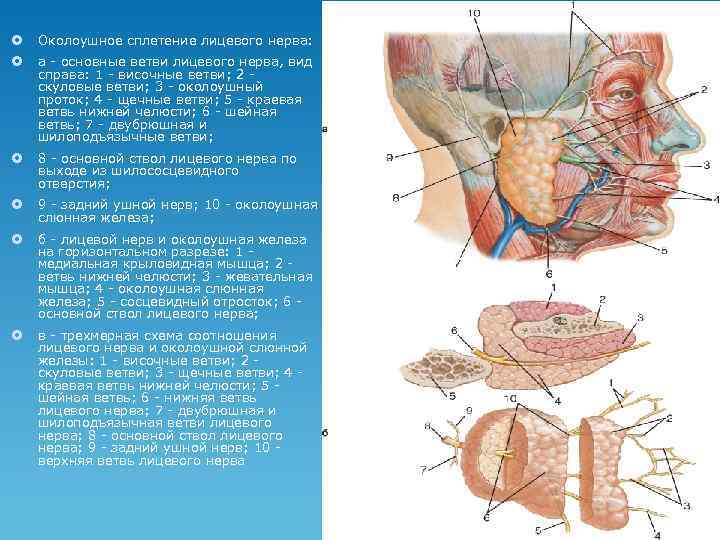 Лицевой нерв ветви