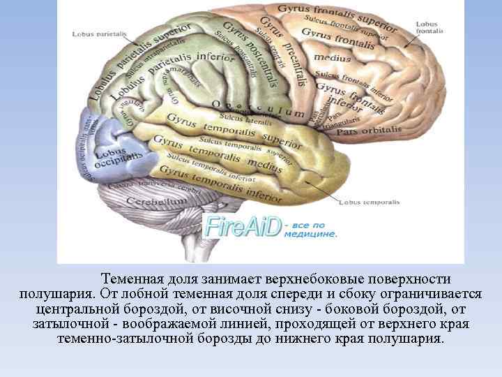 Теменная доля занимает верхнебоковые поверхности полушария. От лобной теменная доля спереди и сбоку ограничивается