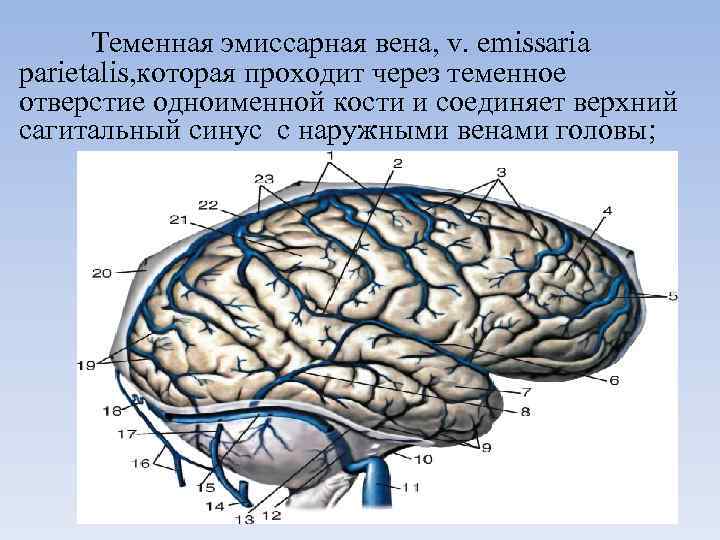 Теменная эмиссарная вена, v. emissaria parietalis, которая проходит через теменное отверстие одноименной кости и