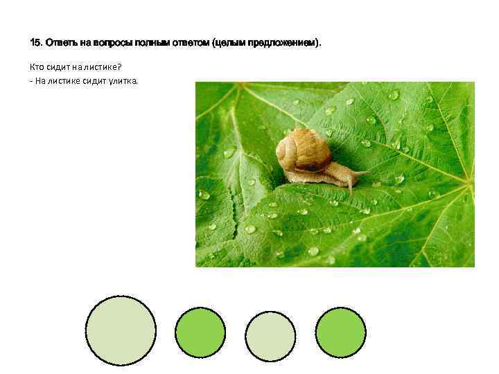 15. Ответь на вопросы полным ответом (целым предложением). Кто сидит на листике? - На