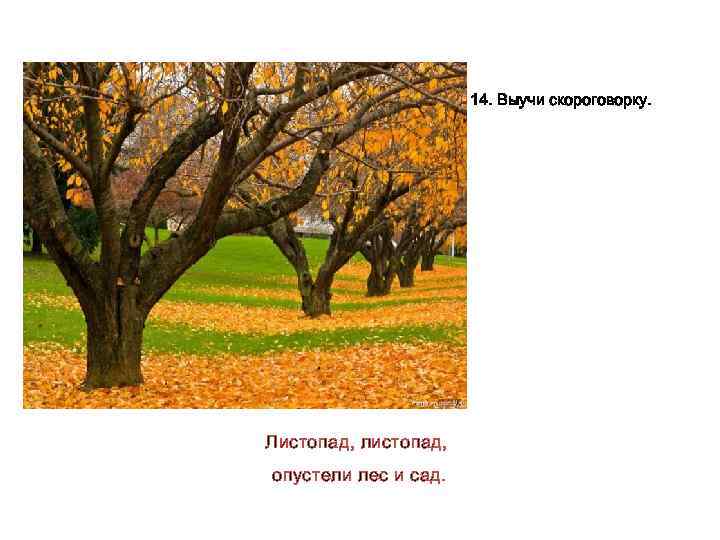 14. Выучи скороговорку. Листопад, листопад, опустели лес и сад. 