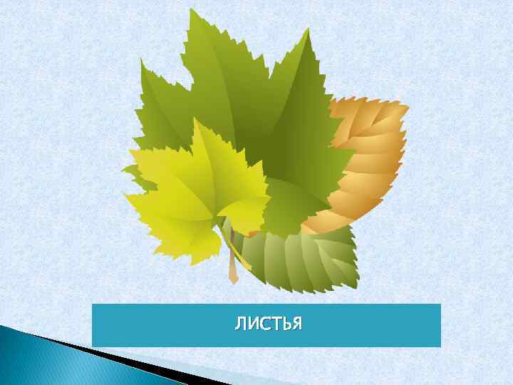 ЛИСТЬЯ 