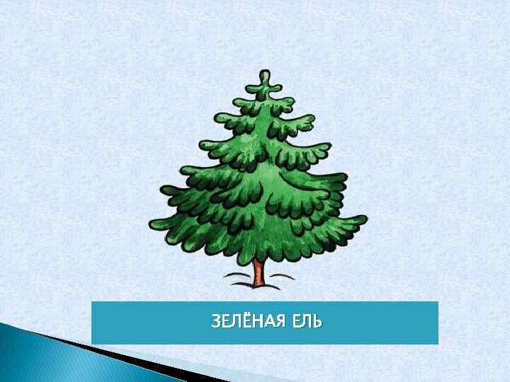ЗЕЛЁНАЯ ЕЛЬ 