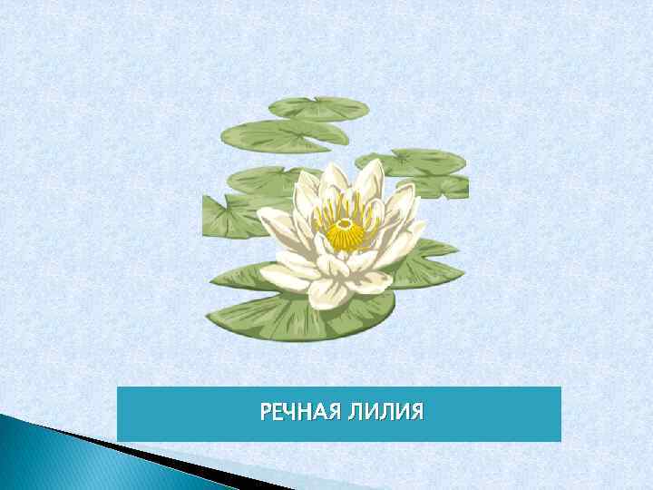 РЕЧНАЯ ЛИЛИЯ 