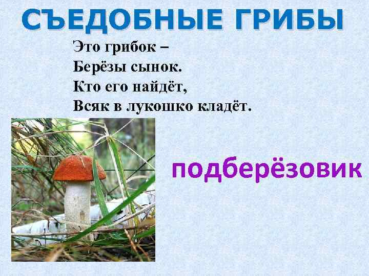 СЪЕДОБНЫЕ ГРИБЫ Это грибок – Берёзы сынок. Кто его найдёт, Всяк в лукошко кладёт.