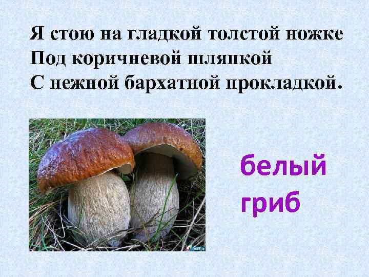 Я стою на гладкой толстой ножке Под коричневой шляпкой С нежной бархатной прокладкой. белый