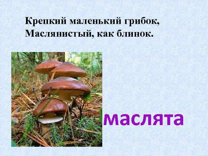 Крепкий маленький грибок, Маслянистый, как блинок. маслята 