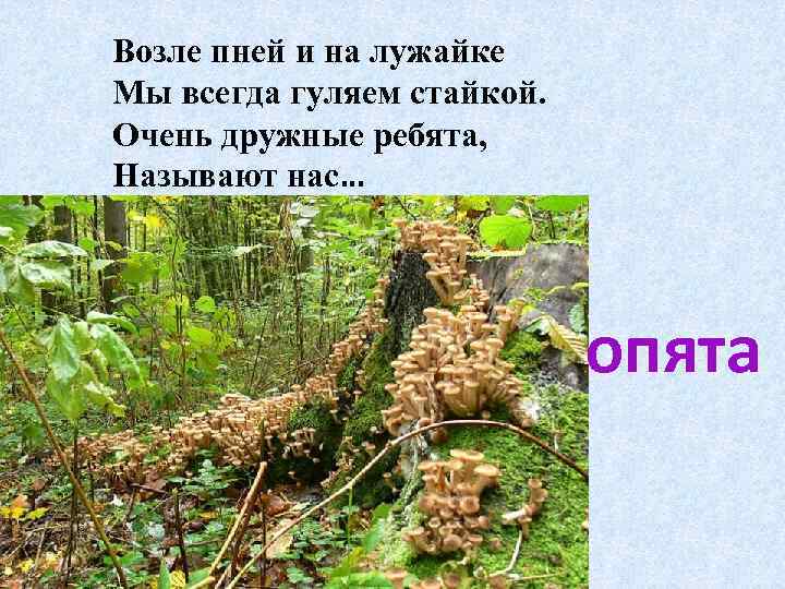 Возле пней и на лужайке Мы всегда гуляем стайкой. Очень дружные ребята, Называют нас…