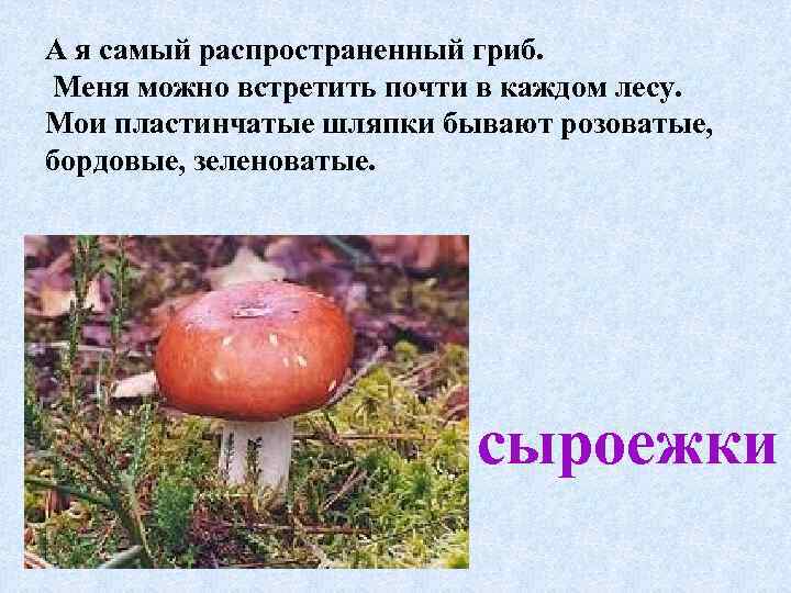 А я самый распространенный гриб. Меня можно встретить почти в каждом лесу. Мои пластинчатые