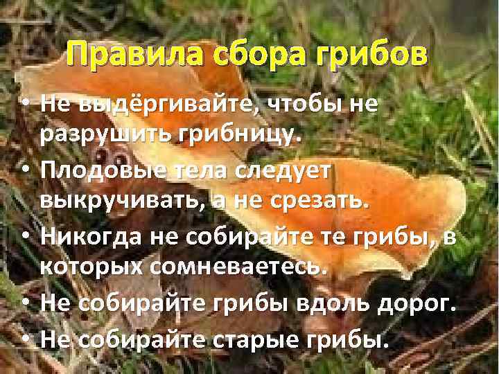 Правила сбора грибов • Не выдёргивайте, чтобы не разрушить грибницу. • Плодовые тела следует