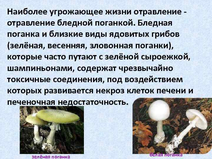 Наиболее угрожающее жизни отравление бледной поганкой. Бледная поганка и близкие виды ядовитых грибов (зелёная,