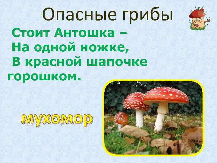 Опасные грибы Стоит Антошка – На одной ножке, В красной шапочке горошком. мухомор 