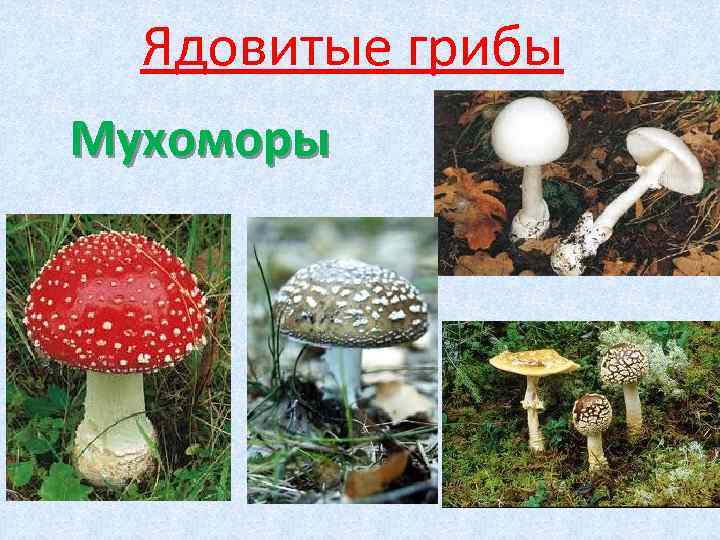 Ядовитые грибы Мухоморы 