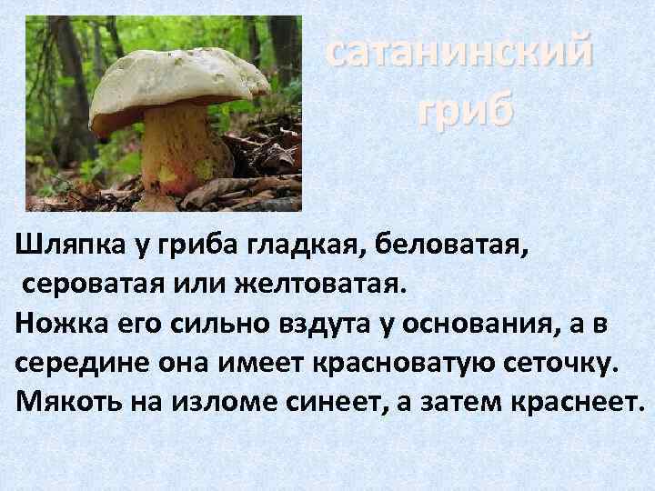 сатанинский гриб Шляпка у гриба гладкая, беловатая, сероватая или желтоватая. Ножка его сильно вздута