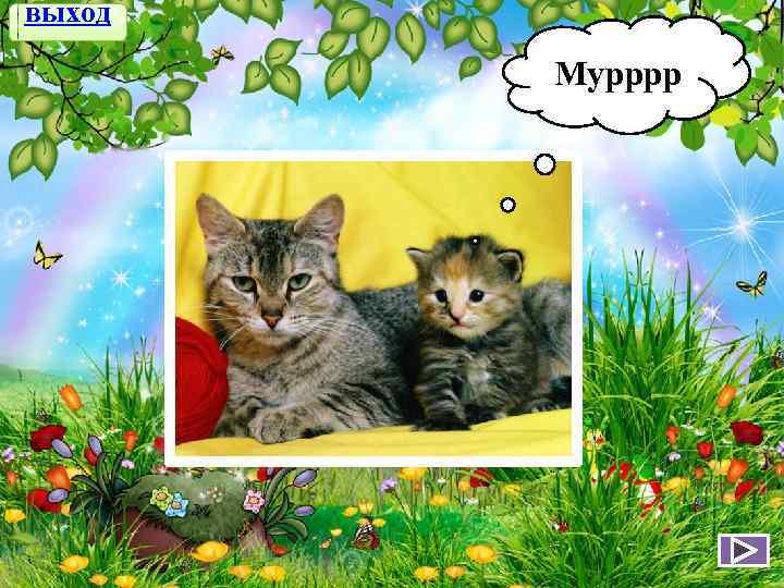 выход Мурррр 