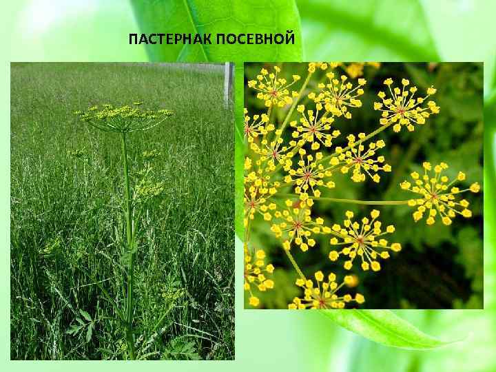 Пастернак луговой растение фото и описание