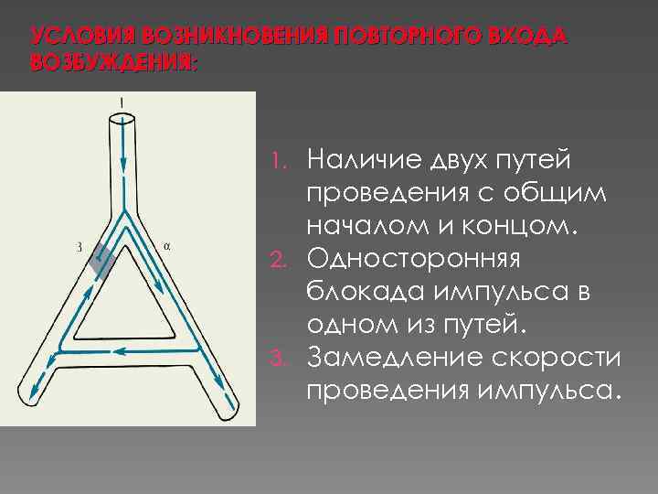 УСЛОВИЯ ВОЗНИКНОВЕНИЯ ПОВТОРНОГО ВХОДА ВОЗБУЖДЕНИЯ: Наличие двух путей проведения с общим началом и концом.