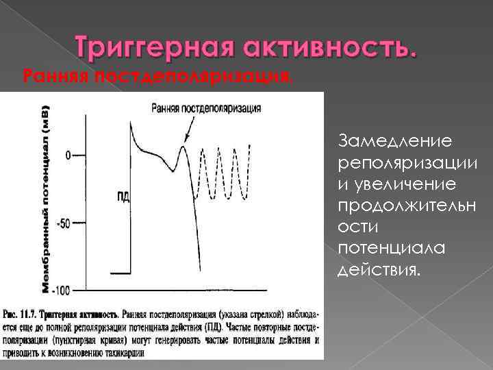 Триггерная активность. Ранняя постдеполяризация. Замедление реполяризации и увеличение продолжительн ости потенциала действия. 