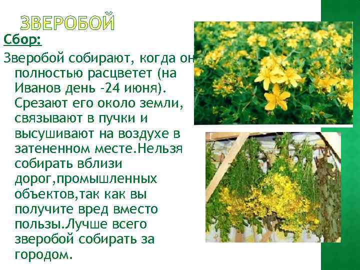 Сбор: Зверобой собирают, когда он полностью расцветет (на Иванов день -24 июня). Срезают его