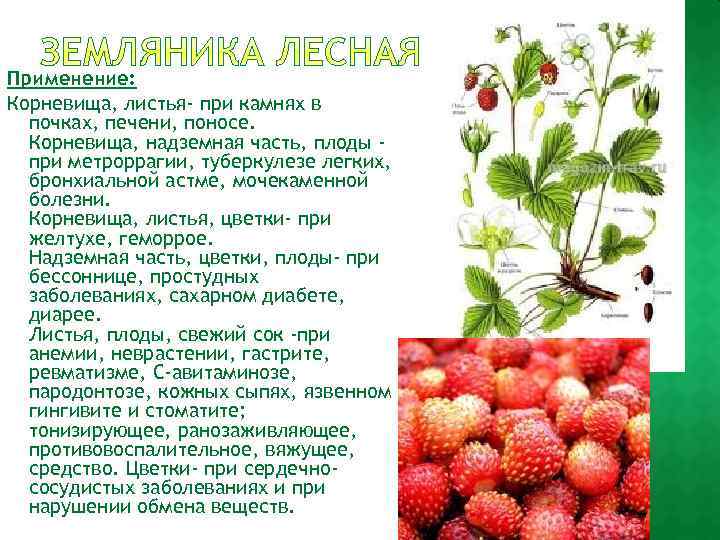 Применение: Корневища, листья- при камнях в почках, печени, поносе. Корневища, надземная часть, плоды при