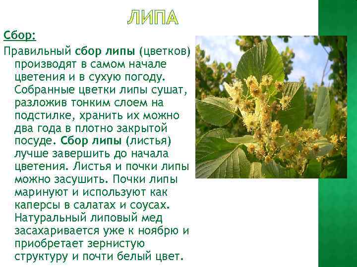 Сбор: Правильный сбор липы (цветков) производят в самом начале цветения и в сухую погоду.