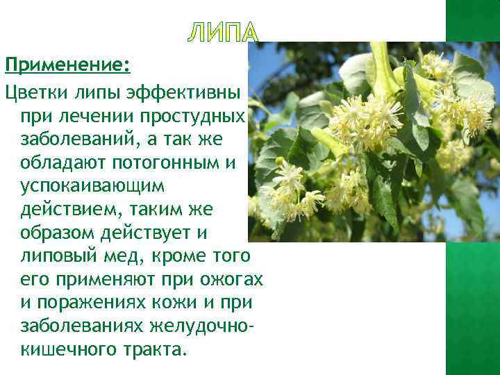 Применение: Цветки липы эффективны при лечении простудных заболеваний, а так же обладают потогонным и