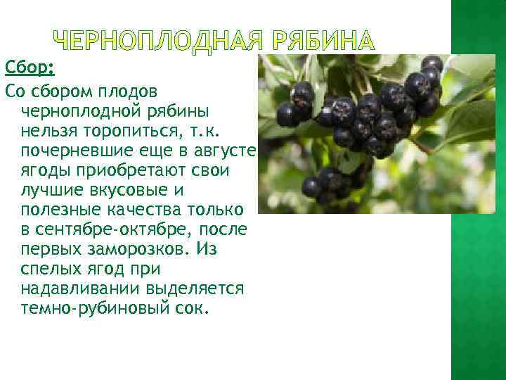 Сбор: Со сбором плодов черноплодной рябины нельзя торопиться, т. к. почерневшие еще в августе