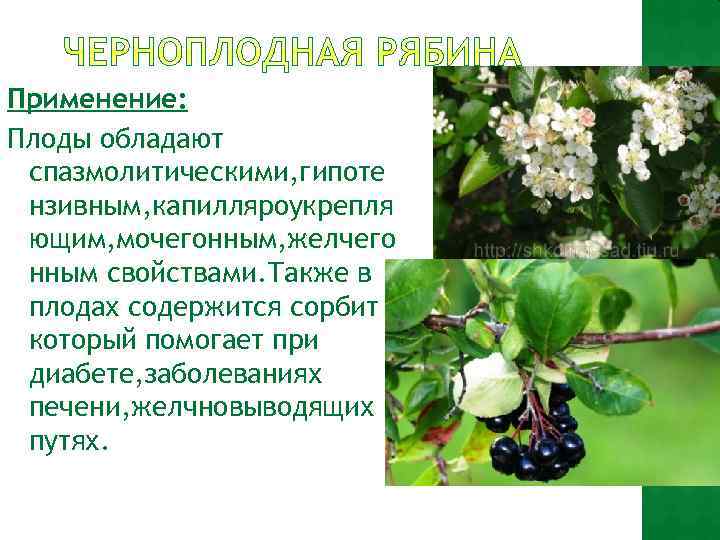 Применение: Плоды обладают спазмолитическими, гипоте нзивным, капилляроукрепля ющим, мочегонным, желчего нным свойствами. Также в