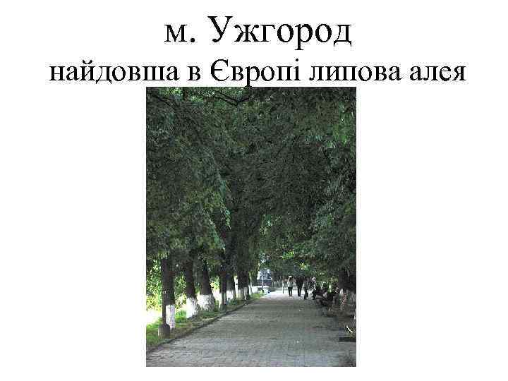 м. Ужгород найдовша в Європі липова алея 