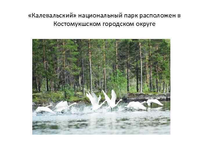  «Калевальский» национальный парк расположен в Костомукшском городском округе 