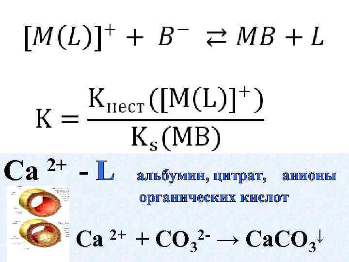 Са 2+ -L Са 2+ альбумин, цитрат, анионы органических кислот + 2 CO 3