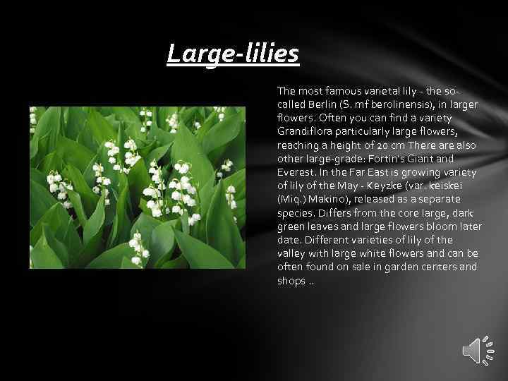 Large-lilies The most famous varietal lily - the socalled Berlin (S. mf berolinensis), in