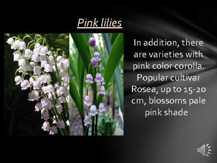 Pink lilies In addition, there are varieties with pink color corolla. Popular cultivar Rosea,