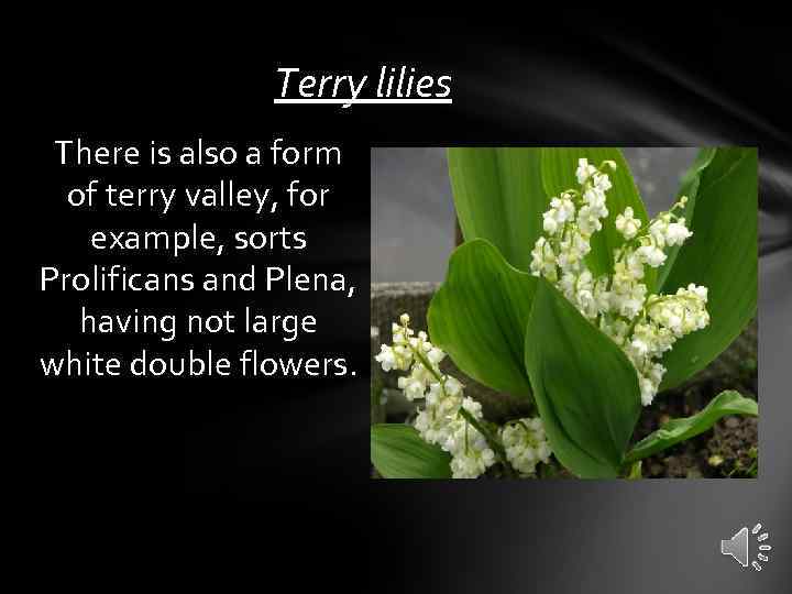 Terry lilies There is also a form of terry valley, for example, sorts Prolificans